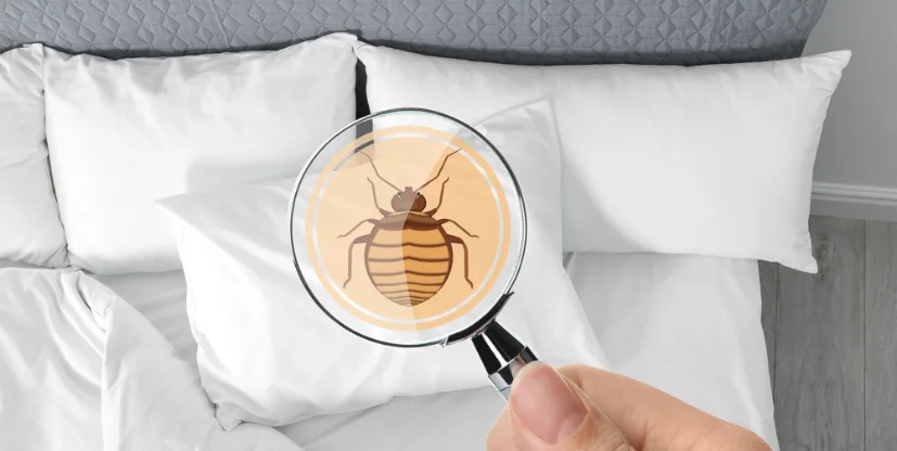 Bed Bug Treatment Process